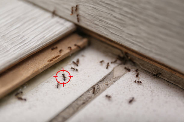 Best Mosquito Control Services  in Altamont, OR