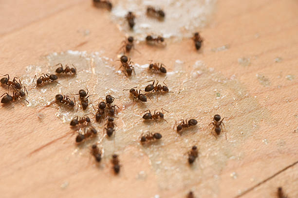 Best Pest Prevention Services  in Altamont, OR